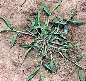 http://markrshepard.net/WeedsOfOregon/Plant/Large%20crabgrass--Digitaria%20sanguinalis--m.jpg