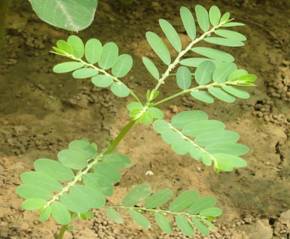 Phyllanthus niruri8