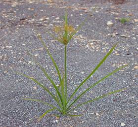 Cyperus_esculentus_plant[1]
