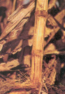 http://agritech.tnau.ac.in/crop_protection/crop_prot_crop%20diseases_cereals_maize_clip_image026.gif
