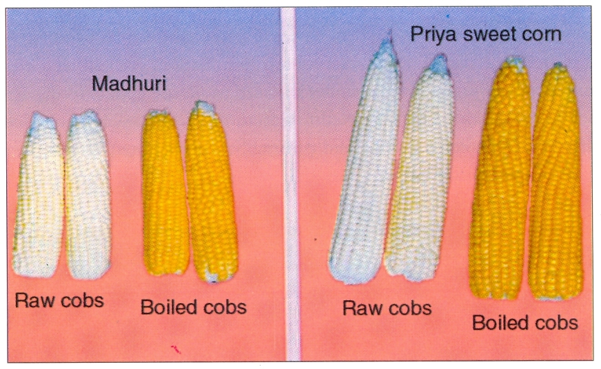 Sweet Corn Production Technology